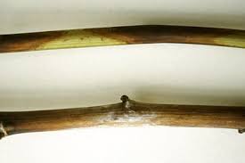 Image result for Raspberry spur blight