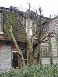 Hat Racking Hollies Scott Arboretum