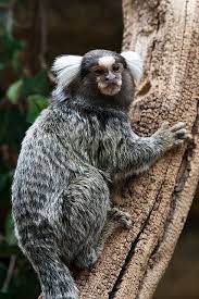 Common Marmoset At Longleat Safari Park Primat Zhivotnye Obezyana