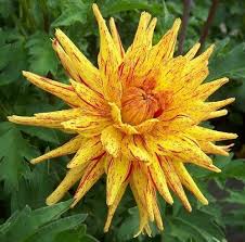 A warm summer season includes yellow and orange colors. Pin On Dahlia Divas Catalog