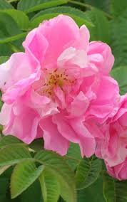 Le Domaine De Manon La Rose Centifolia Est L Une Des Fleurs A Parfum Emblematique Du Pays De Grasse L Entreprise Familial Jardin Rose Fleurs Parfum Exotique