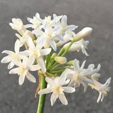 Image result for Tulbaghia alliacea