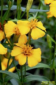 Image result for tagetes)