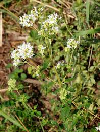 Image result for Haumaniastrum venosum