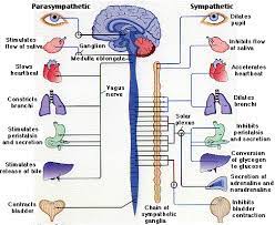 Can Hair Be Seen As An Extension Of The Nervous System Can It Be Correctly Seen As Exteriorized Nerves Quora