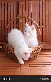 A wide variety of free white kittens options are available to you, such as plastic, rubber, and paper. Two White Kittens Image Photo Free Trial Bigstock