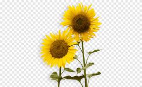 Gunakan bunga matahari png gratis ini untuk desain web desain dtp selebaran proposal proyek sekolah poster dan lainnya. Bunga Matahari Bunga Matahari Png Pngegg