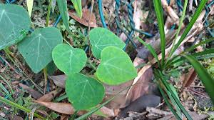 Image result for Grona barbata