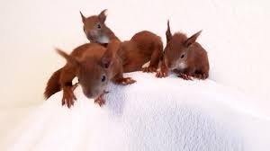 Im folgenden video hat sich ein besitzer für seinen hamster etwas ganz besonderes einfallen lassen. Sos Eichhornchen Fallen Aus Ihren Nestern Und Brauchen Hilfe Mdr De