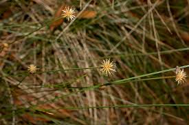 Image result for Actinoschoenus