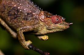 Image result for Acrotome mozambiquensis