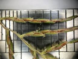 Image result for Cyperus distans