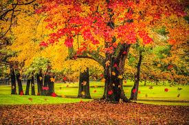 Autumn City Park Scene with Falling Leaves Photograph by Randall Nyhof -  Pixels