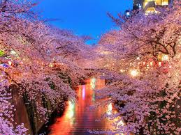 Maybe you would like to learn more about one of these? Wallpaper O Hanami Flor Sakura Japao Hd Widescreen Alta Definicao Fullscreen
