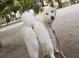 知っておくと絶対安心！犬が便秘になった時の家や動物病院での対処法