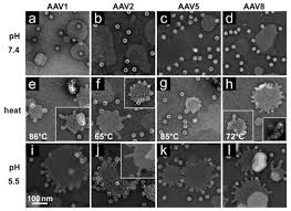 Image result for White 1998 AAV