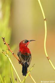 Backyard Birds Of Southern Arizona Crimson Sunbird 01 By Garion Beautiful Birds Bird Art Birds