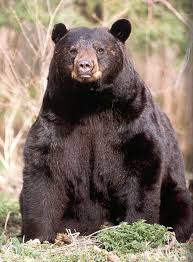 Best Black Bear Shot Placement Beautiful Black Bear From The Smokey Mountains Black Bear Hunting Black Bear Bear Hunting