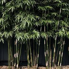 Harrisons On Instagram Love The Way Pleached Bamboo Works As A Screen It Presents Such A Great Opport Landscape Design Entertaining Garden Small Pool Design