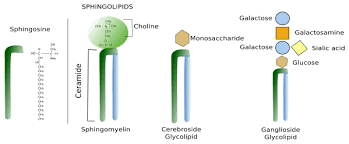 The three major classes of membrane lipids are phospholipids, glycolipids, and cholesterol. The Cell 3 Cell Membrane Lipids Atlas Of Plant And Animal Histology