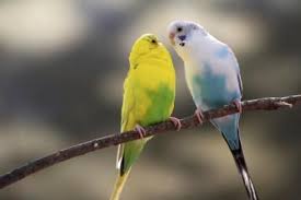 Birds You Can Have As Pets How Birds Express Their Feelings Animals Animals Mating Pet Birds