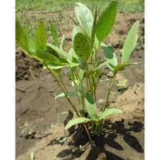 We did not find results for: Biji Benih Kacang Bogor Bambara Shopee Indonesia