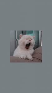 Lazy Cat Mywalls Kitten Wallpaper Cute Cat Wallpaper Cat Wallpaper