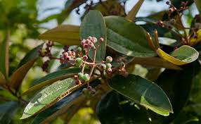 Para Que Serve O Remédio Canela De Velho Canela De Velho Conheca Os Beneficios Dessa Planta Poderosa Canela De Velho Ervas Oleo De Girassol