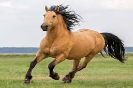 Nombres Para Caballos Machos Favoritos Unicos Fuertes Geniales 2021 Razas De Caballos
