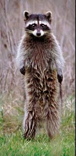 Below are some of the scents that raccoons strongly dislike, and the best ways to use them to your advantage. It Was Terrifying Maine Woman Kills Relentless Rabid Raccoon With Bare Hands The Spokesman Review