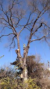 Maybe you would like to learn more about one of these? Tree Removal Texas Tree Team Houston Tree Service Consulting Arborists