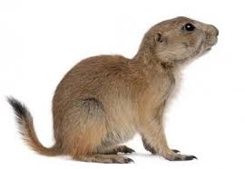 Image result for Cynomys ludovicianus obrázek