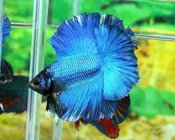 I B S C Afficher Le Sujet Quizz Jugement Betta Splendens 4 Betta Quizz