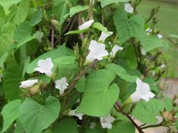 White Morning Glory White Morning Glory Poisonous White Morning Glories Have Morning Glory Wild Flowers Plants