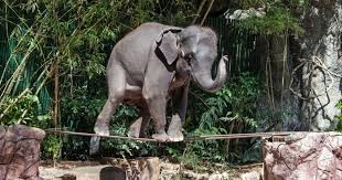 The myth of the domesticated elephant