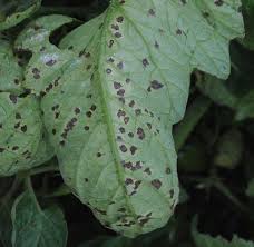 Image result for tomato seedling xanthomonas vesicatoria