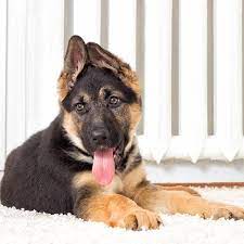 Black german shepherds are quite rare and for this reason tend to cost more, especially if they have the long, luxurious coat. German Shepherd Pdsa
