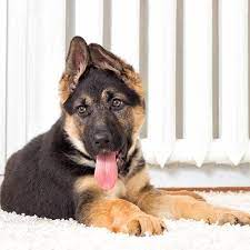 The german shepherd dog is a large working breed, and was, formerly known as the alsatian in the uk. German Shepherd Pdsa