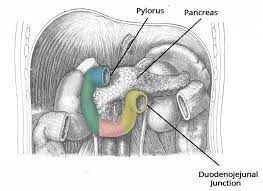 In fact the chest cavity ends. The Small Intestine Duodenum Jejunum Ileum Teachmeanatomy