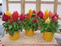Celosia Kimono Mix Floristeria