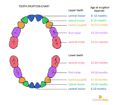 38 Abiding Orajel Teething Chart