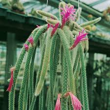 Download image how to make a leash for your juul instructables download ima. Rat Tail Cactus Hanging Basket