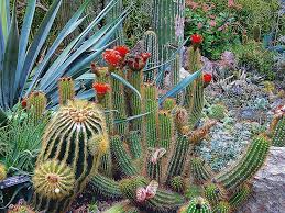 A collection of the top 49 cactus desktop wallpapers and backgrounds available for download for free. Hd Wallpaper Close Up Of Cactus Botanical Cacti Color Desert Exotic Flora Wallpaper Flare