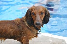 £1800 mum and dad available to meet as they are both our family pets tel 07835035843. Wet Red Long Haired Dachshund By A Swimming Pool Stock Photo Picture And Royalty Free Image Image 7718606