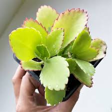 Image result for Kalanchoe daigremontiana
