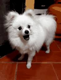 We did not find results for: Pomeranian Gifs Tenor