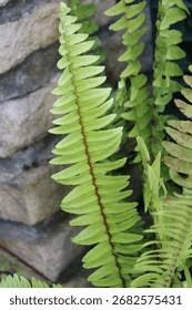 Image result for Polypodiaceae