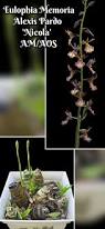 Image result for Eulophia horsfallii