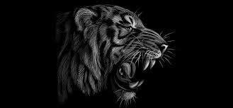 Tiger is a chinese organisation founded in 2020. So Kannst Du Schritt Fur Schritt Einen Tiger Zeichnen Adobe