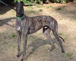 Rk S Happy Hour Is Indeed A Happy Boy He S A Handsome Youngster He S A Real Sweetheart Too Who Rides Well In The Car Happy Is Greyhound Dog Store Best Dogs